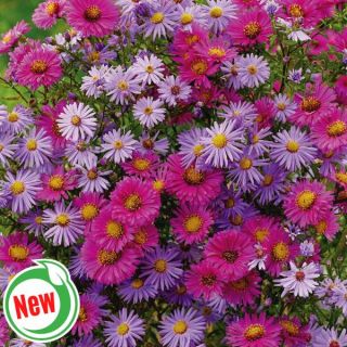 Astronomical Aster Blend Thumbnail